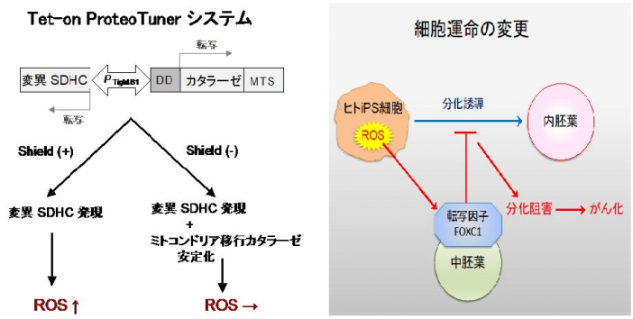 cycs 分化　13号 Amazon | キャラクタースリーブコレクション プラチナグレード Z